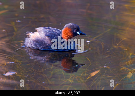 Little grebe Tachybaptus ruficollis on mill pond with reflection derbyshire Stock Photo