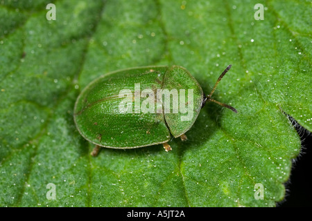 Green Tortoise Beetle Cassida viridis on leaf potton bedfordshire Stock Photo