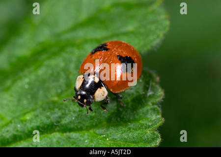 Two spot ladybird Adalia bipunctata on leaf showing head detail and spots potton bedfordshire Stock Photo