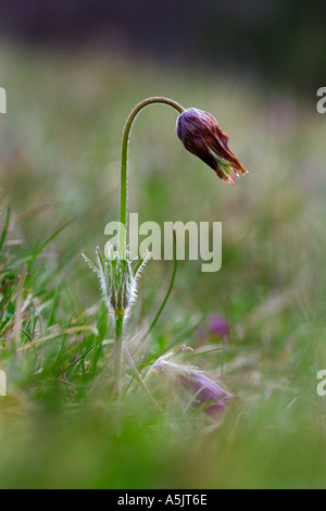 Pasque Flower pulsatilla vulgaris showing seed head formation after flowering royston heath hertfordshire Stock Photo