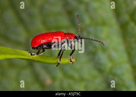 Scarlet lily beetle Lilioceris lilii standing on tip of lilly leaf looking alert potton bedfordshire Stock Photo