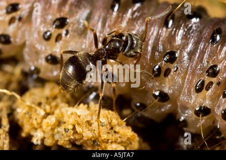 Black Garden Ant Lasius niger eating moth larvae potton bedfordshire Stock Photo