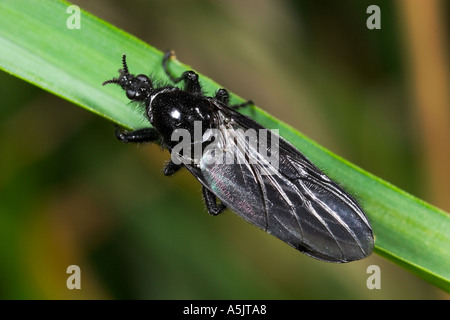 St Marks Fly Bibio marci on pine detail view with nice out of focus background potton bedfordshire Stock Photo