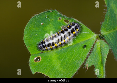 Five Spot Burnet Zygaena trifolii Larvae feeding on clover potton bedfordshire Stock Photo