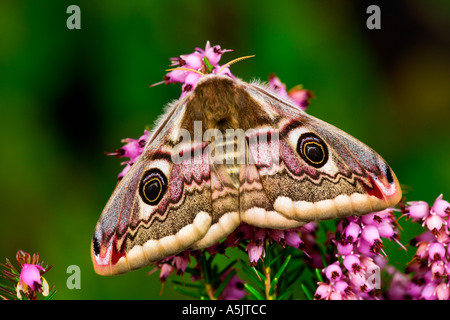 Female Emperor Moth Pavonia pavonia at rest on heather flowers with out ...