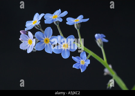 Forget Me Knot Stock Photo