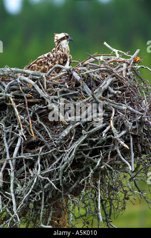 european Osprey Pandion haliaetus female at nest with chicks Finland July Stock Photo