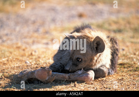 Young laughing hyaena (Crocuta crocuta), Amboseli NP, Kenya, Africa Stock Photo