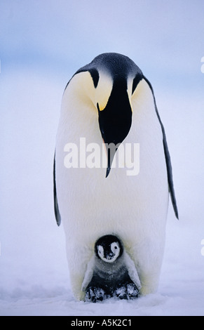 Emperor Penguin Aptenodytes forsteri adult brooding chick on feet Weddell Sea Antarctica Stock Photo