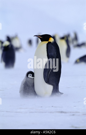 Emperor Penguin Aptenodytes forsteri adult with chick Weddell Sea Antarctica Stock Photo