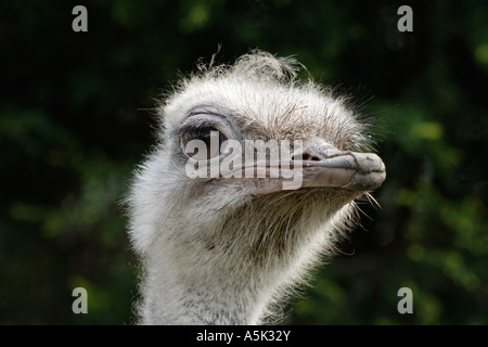 Emu head Stock Photo
