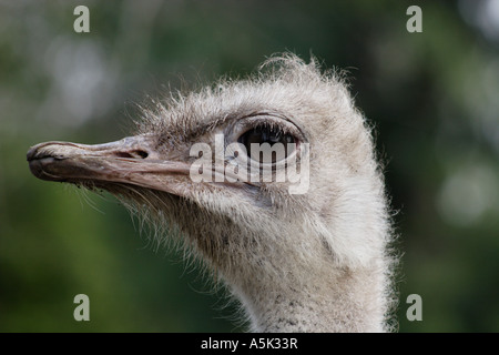 Emu head Stock Photo