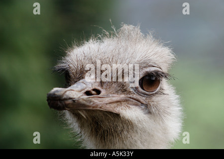 Emu head Stock Photo