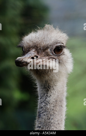 Emu head Stock Photo