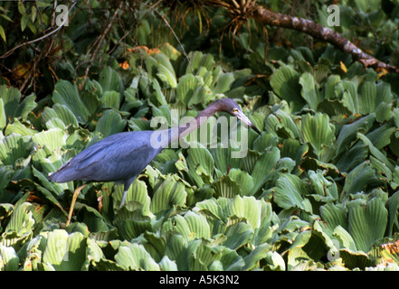 Heron & Swamp Cabbage Stock Photo