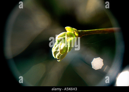 bud Stock Photo