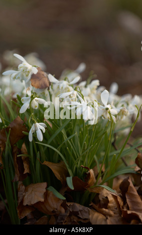 Snowdrops and fallen autumn leaves Stock Photo