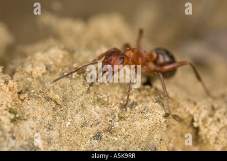 Southern wood ant (Formica rufa) Stock Photo