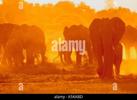 African elephants dusk Botswana Stock Photo