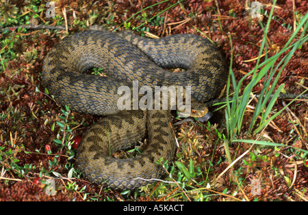 European adder (Vipera berus), Viper Stock Photo