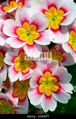 vertical photo of Primrose Primula vulgaris on mossy tree trunk in ...