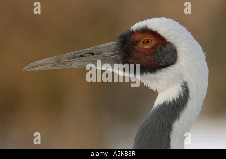 White-naped Crane (Grus vipio) Stock Photo