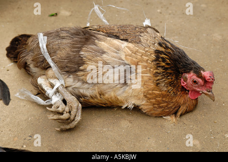 Chicken with bounded legs on a market, Myanmar Stock Photo