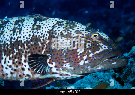 Blue spotty Summana Trouper swimming in the Red Sea, Egypt. Stock Photo