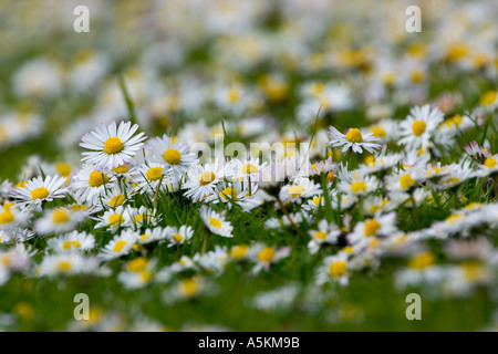 Daisy bells perennis in short mown grass Stock Photo