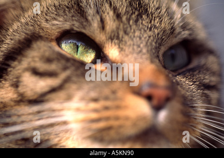 Close up of tabby cat face Stock Photo