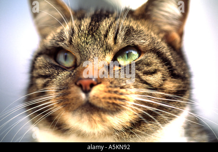 Close up of tabby cat face Stock Photo
