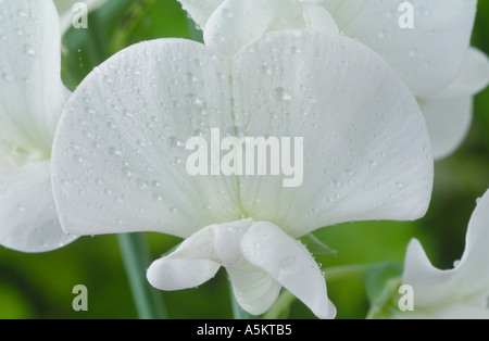 Lathyrus latifolius 'White Pearl'. AGM Everlasting pea, Perennial pea. Stock Photo
