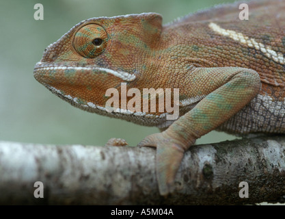 Chameleon Furcifer balteatus Madagascar Stock Photo