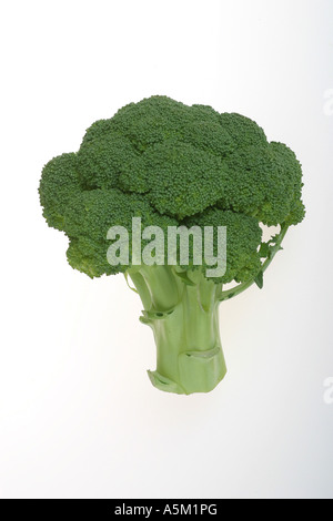 a broccoli stalk on a white background Stock Photo