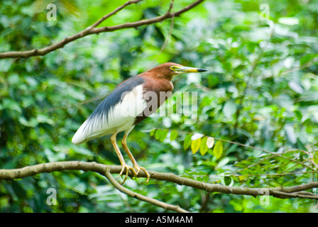 The Nankeen Night Heron Nycticorax caledonicus also known as the Rufous Night Heron Stock Photo