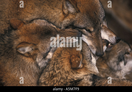 Wolf pack Canis lupus insuring each other of their places in the hierarchy  Stock Photo