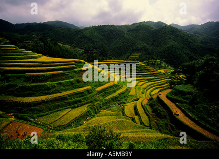 Longsheng terraces with ripened rice in late summer in Guangxi China Stock Photo
