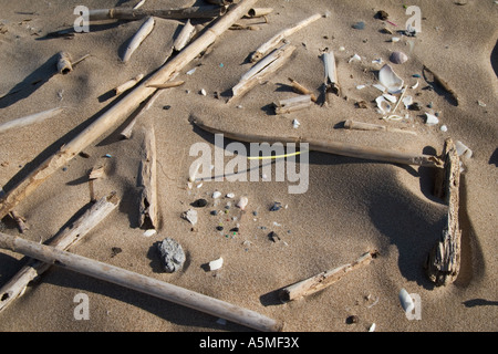 Various driftwood washed up on a beach. Stock Photo