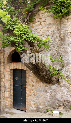 Tree growing out of building in Accumoli Italy Stock Photo