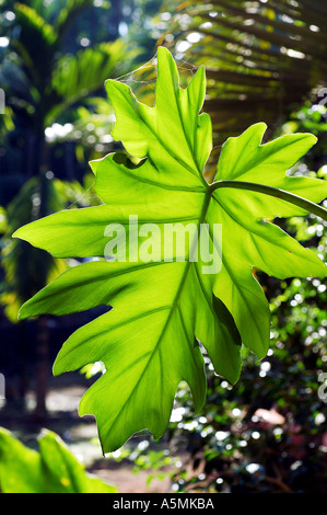 RAJ98878 One single green Garden Leaf back lit Stock Photo