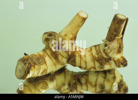 Galgantwurzel galgant root Spiegelung reflection Galgant Alpina galanga GALGANT Heilpflanze medicinal plant pianta medicinale Kr Stock Photo