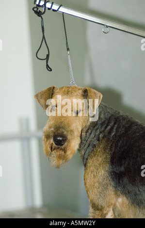 Dog on leash for hairstyling at the Poznan Dog Fair show, Poland competition. Stock Photo