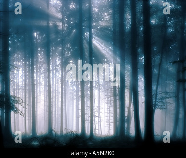 DE - BAVARIA:  Early moring in the woods Stock Photo