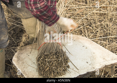 Reed cutter tying bundles of reeds in coastal reed bed North Norfolk March Stock Photo