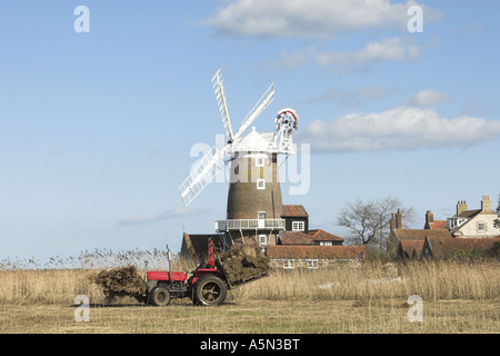 Tractor loaded with bundles of reed ready for use North Norfolk UK Stock Photo