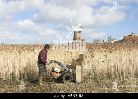 Reedcutter using mechanised cutter to harvest phragmites reed for thatching use Cley North Norfolk March Stock Photo