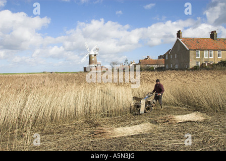 Reedcutter using mechanised cutter to harvest phragmites reed for thatching use Cley North Norfolk March Stock Photo