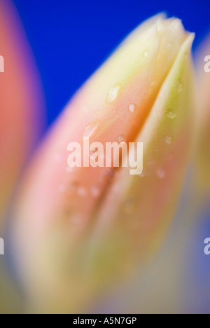 Tulip bud. Red tulip close-up. Red And Orange Tulip Flower. Macro of ...