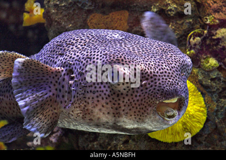 Puffer Bloat A large inflated and bloated purple pufferfish Tetraodontidae swims by in an aquarium Las Vegas Nevada USA Stock Photo