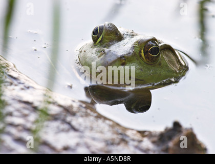 Frog Reflections Stock Photo